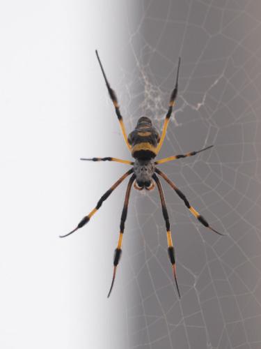 Trichonephila senegalensis